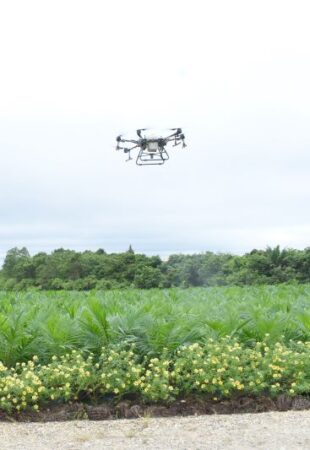 Penggunaan drone untuk pemupukan di area pembibitan.