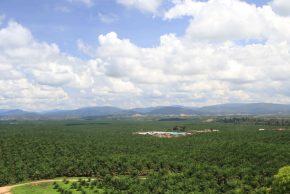 DSNG Menyelesaikan Proses Akuisisi Kebun Sawit Bima Palma Group