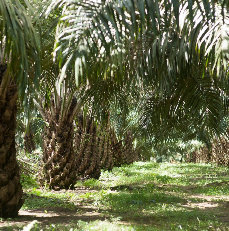 Palm Oil Industry