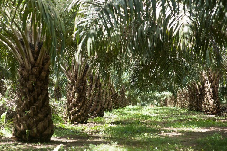 Palm Oil Industry