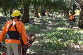 Harga CPO Terpuruk, DSNG Masih Bukukan Laba Rp 178 Miliar