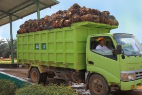 DSNG Bukukan Laba Operasi Rp 330 Miliar