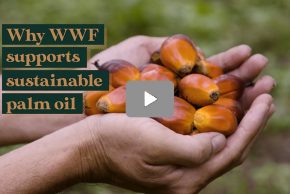 Why WWF Supports Sustainable Palm Oil