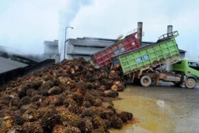 Tahun 2021, Laba DSNG Tumbuh 55% Menjadi Rp 740 Miliar